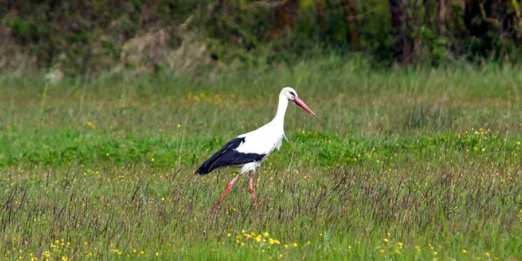 Baharın güzelliğine şahit olmak isteyenler buraya gidiyor: Su papatyaları, mandalar ve doğa… 7